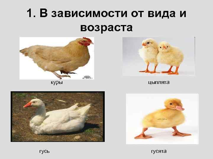 Как отличить молодых. Внешний вид курицы. Определить Возраст курицы. Как определить Возраст кур. Определить Возраст курицы по внешнему виду.