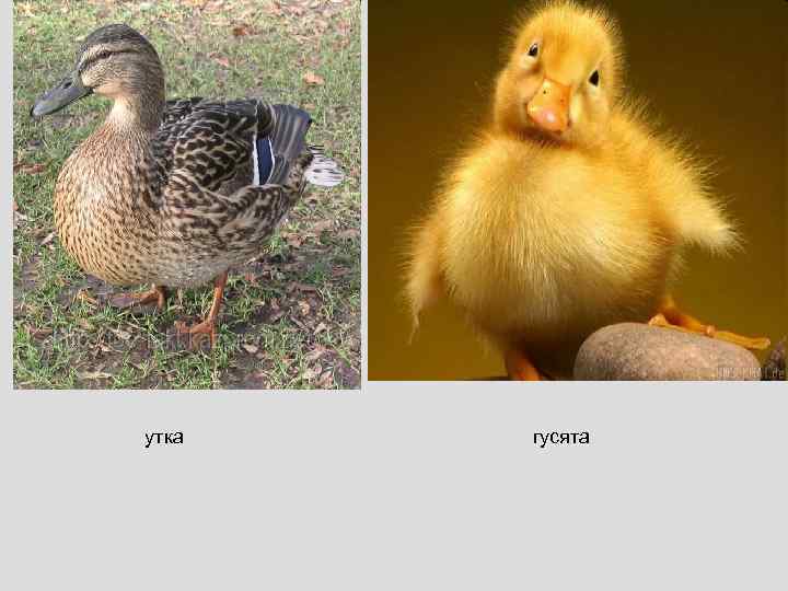 утка гусята 
