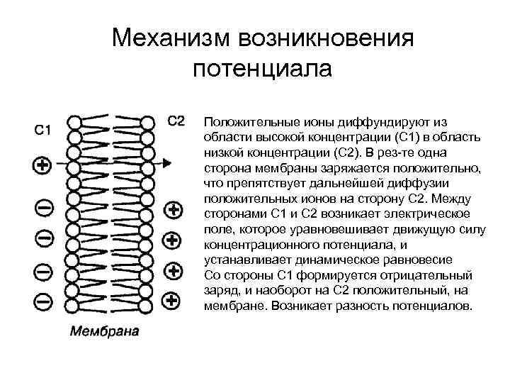 Механизм возникновения потенциала Положительные ионы диффундируют из области высокой концентрации (С 1) в область