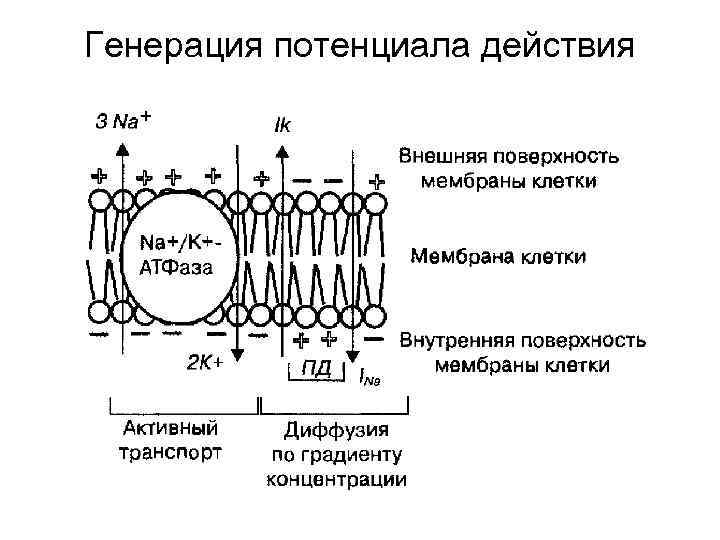 Генерация потенциала действия 