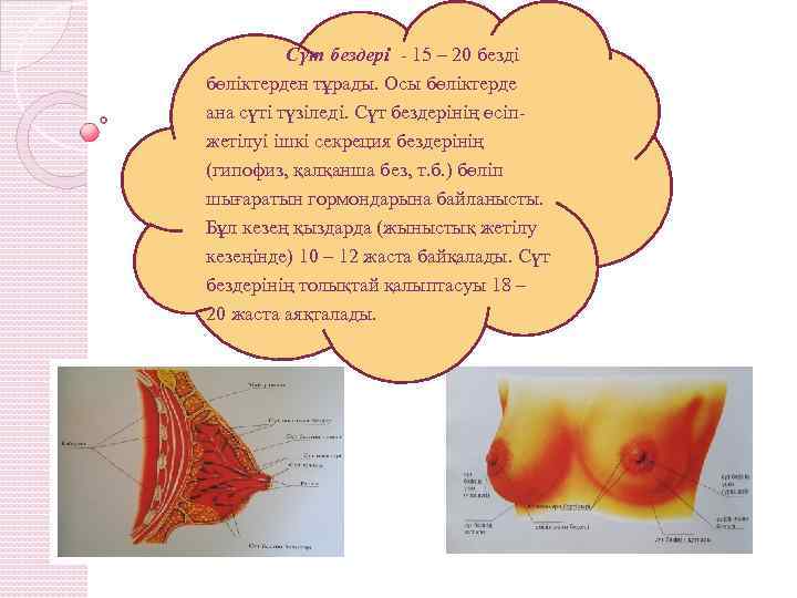 Сүт бездері - 15 – 20 безді бөліктерден тұрады. Осы бөліктерде ана сүті түзіледі.