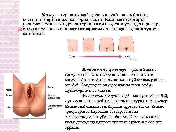 Қасаға – тері асты май қабатына бай шат сүйегінің қосылған жерінен жоғары орналасқан. Қасағаның
