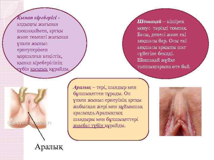 Қынап кіреберісі - алдыңғы жағынан шошақаймен, артқы және төменгі жағынан үлкен жыныс ернеулерімен қоршалған
