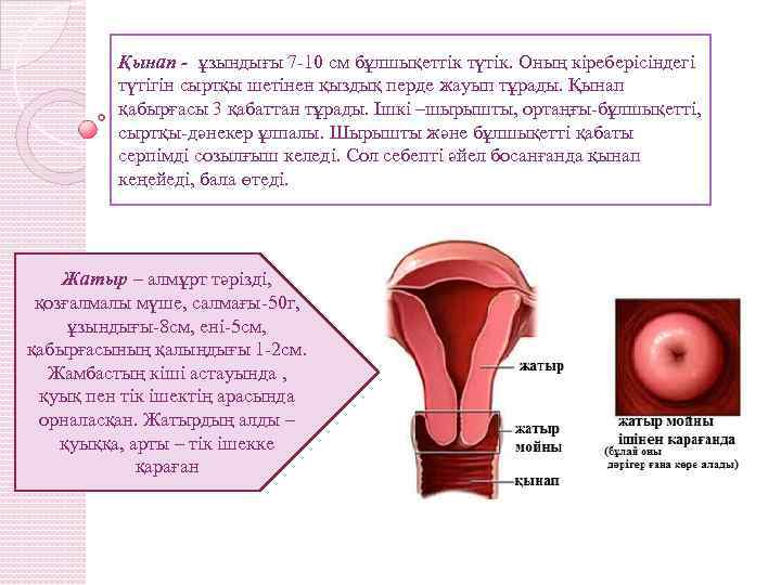 Қынап - ұзындығы 7 -10 см бұлшықеттік түтік. Оның кіреберісіндегі түтігін сыртқы шетінен қыздық
