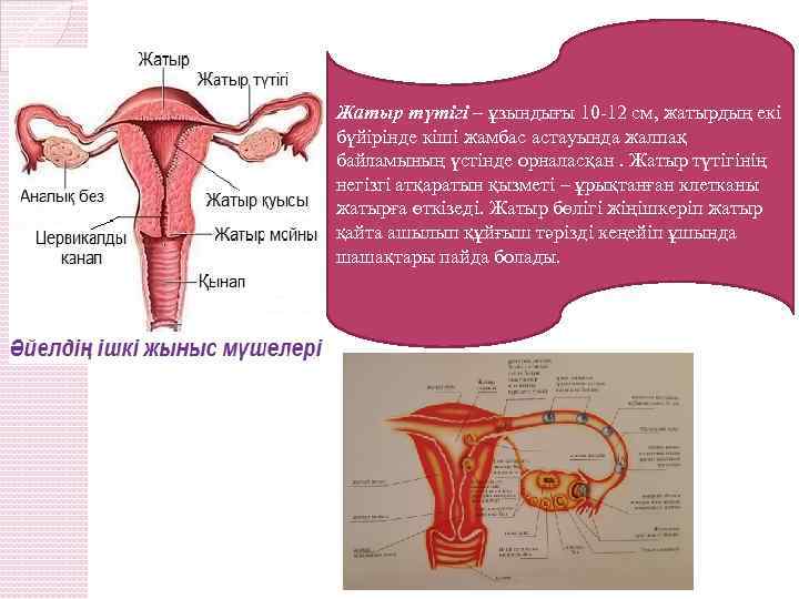 Жатыр түтігі – ұзындығы 10 -12 см, жатырдың екі бүйірінде кіші жамбас астауында жалпақ