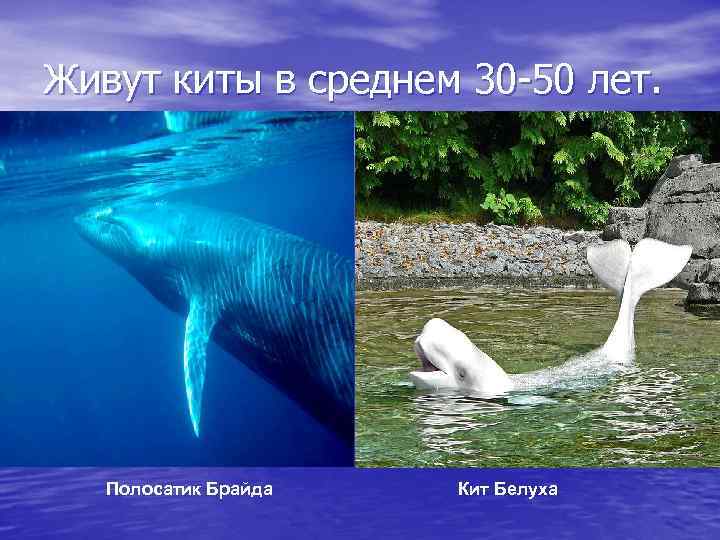 Живут киты в среднем 30 -50 лет. Полосатик Брайда Кит Белуха 