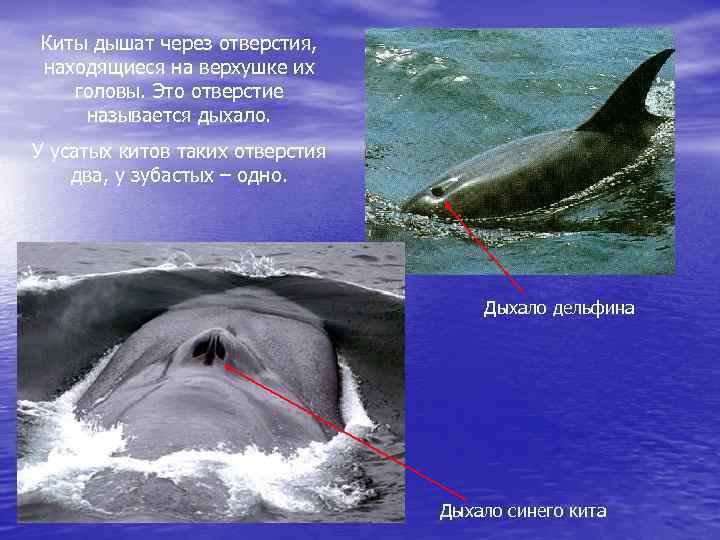 Киты дышат через отверстия, находящиеся на верхушке их головы. Это отверстие называется дыхало. У