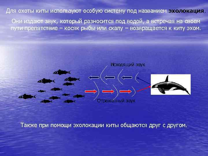 Звуки какой частоты издают дельфины. Эхолокация китообразных. Эхолокация у касаток. Киты эхолокация. Эхолокатор у китов.