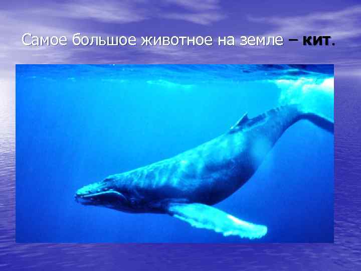 Самое большое животное на земле – кит. 