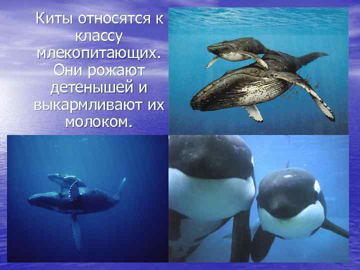  Киты относятся к классу млекопитающих. Они рожают детенышей и выкармливают их молоком. 