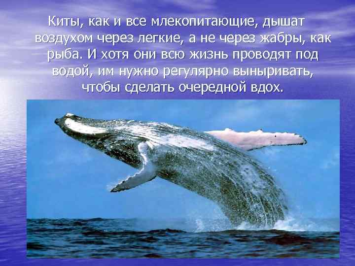 Киты, как и все млекопитающие, дышат воздухом через легкие, а не через жабры, как