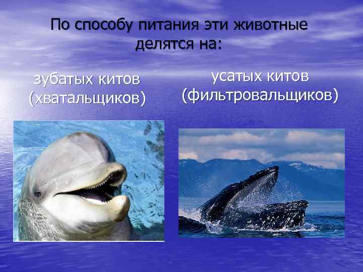 По способу питания эти животные делятся на: зубатых китов (хватальщиков) усатых китов (фильтровальщиков) 