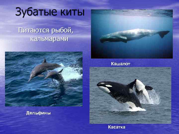 Зубатые киты Питаются рыбой, кальмарами Кашалот Дельфины Касатка 
