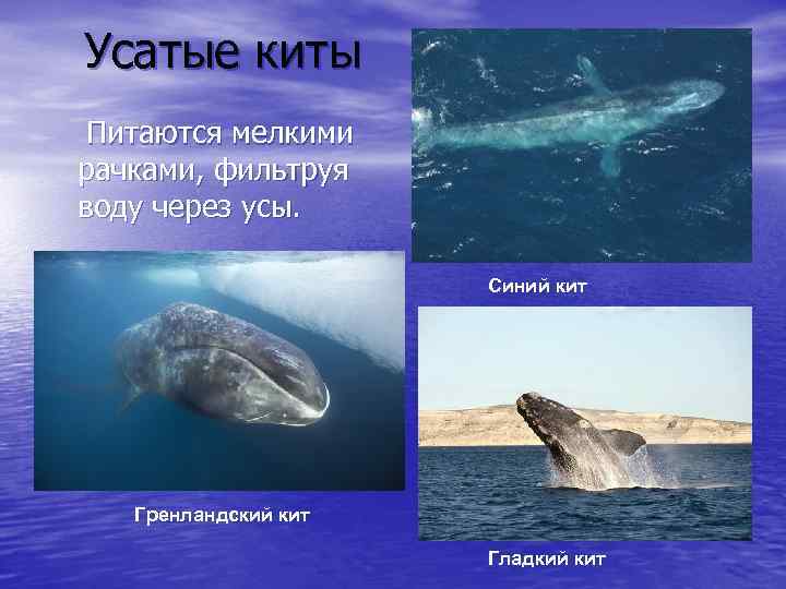Усатые киты Питаются мелкими рачками, фильтруя воду через усы. Синий кит Гренландский кит Гладкий
