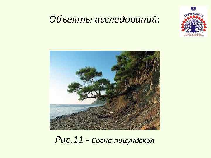 Объекты исследований: Рис. 11 - Сосна пицундская 