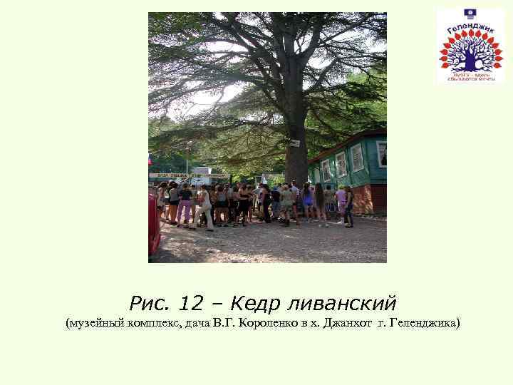 Рис. 12 – Кедр ливанский (музейный комплекс, дача В. Г. Короленко в х. Джанхот