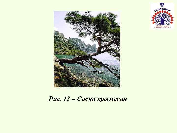 Рис. 13 – Сосна крымская 