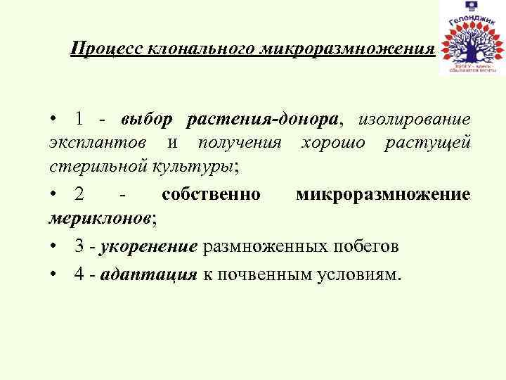 Процесс клонального микроразмножения • 1 - выбор растения-донора, изолирование эксплантов и получения хорошо растущей