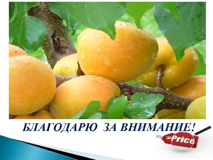 БЛАГОДАРЮ ЗА ВНИМАНИЕ! 