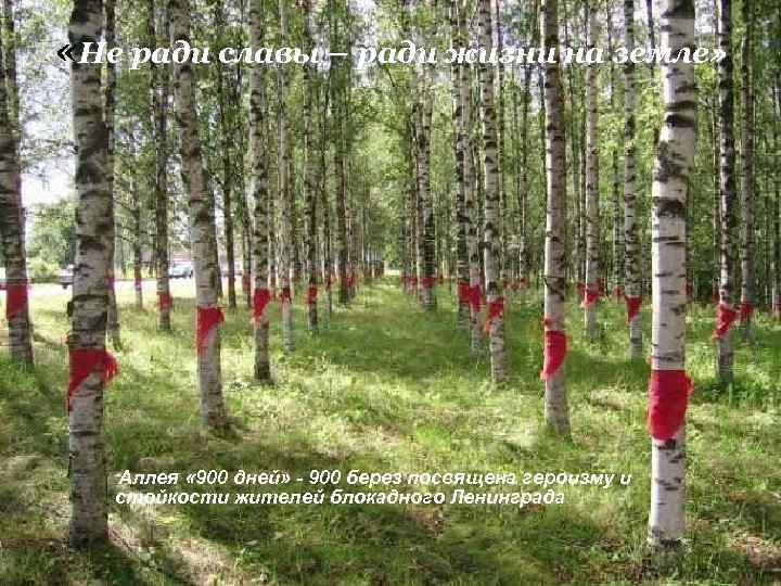  «Не ради славы – ради жизни на земле» Аллея « 900 дней» -