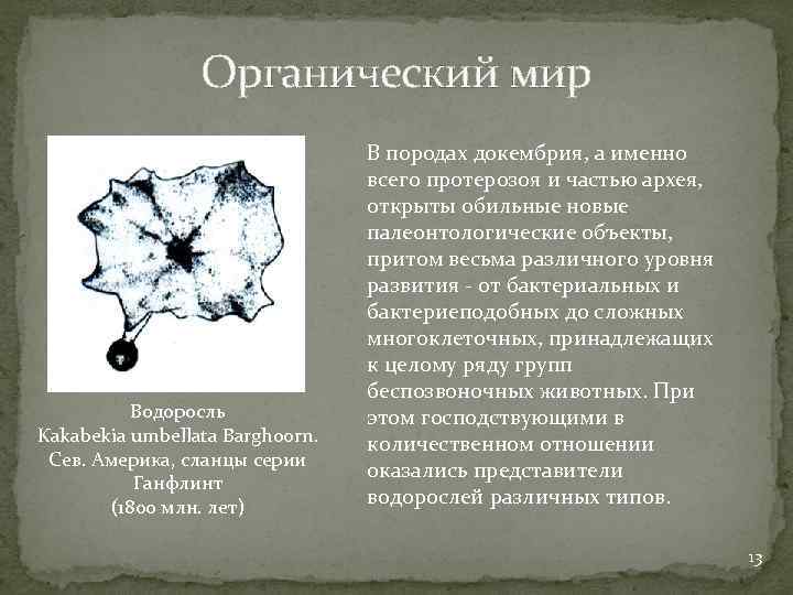 Органический мир Водоросль Kakabekia umbellata Barghoorn. Сев. Америка, сланцы серии Ганфлинт (1800 млн. лет)