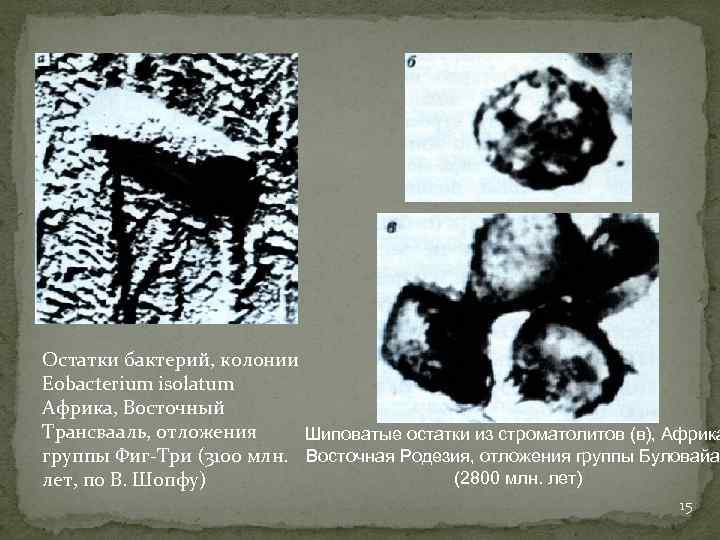 Остатки бактерий, колонии Eobacterium isolatum Африка, Восточный Трансвааль, отложения Шиповатые остатки из строматолитов (в),