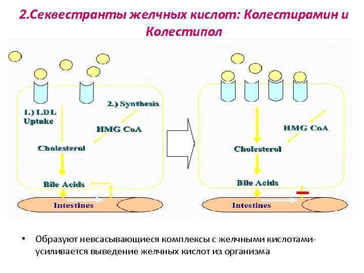 2. Секвестранты желчных кислот: Колестирамин и Колестипол • Образуют невсасывающиеся комплексы с желчными кислотамиусиливается