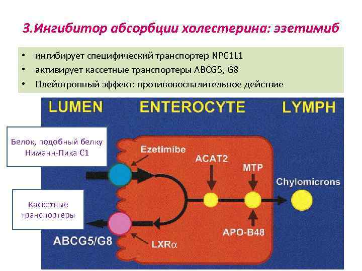 3. Ингибитор абсорбции холестерина: эзетимиб • ингибирует специфический транспортер NPC 1 L 1 •