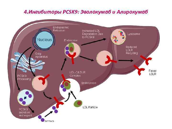 4. Ингибиторы PCSK 9: Эволокумаб и Алирокумаб 