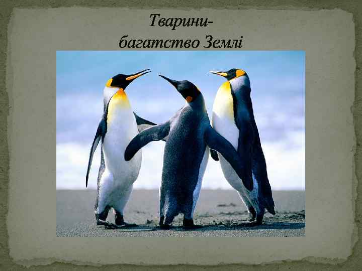 Тваринибагатство Землі 