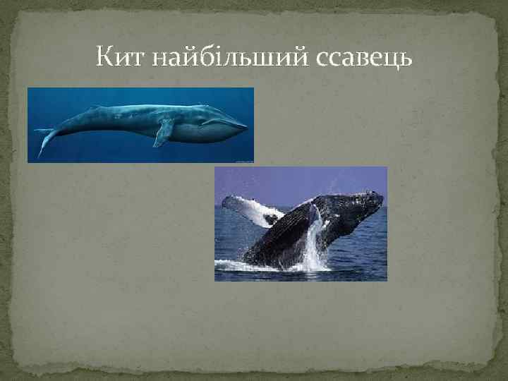 Кит найбільший ссавець 