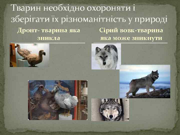 Тварин необхідно охороняти і зберігати їх різноманітність у природі Дронт- тварина яка зникла Сірий