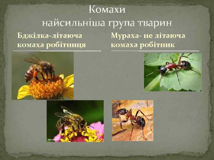 Комахи найсильніша група тварин Бджілка-літаюча комаха робітниця Мураха- не літаюча комаха робітник 