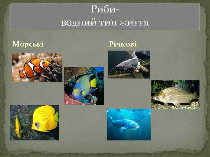 Рибиводний тип життя Морські Річкові 