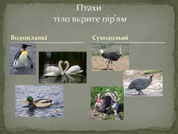 Птахи тіло вкрите пір՛ям Водоплавкі Суходольні 