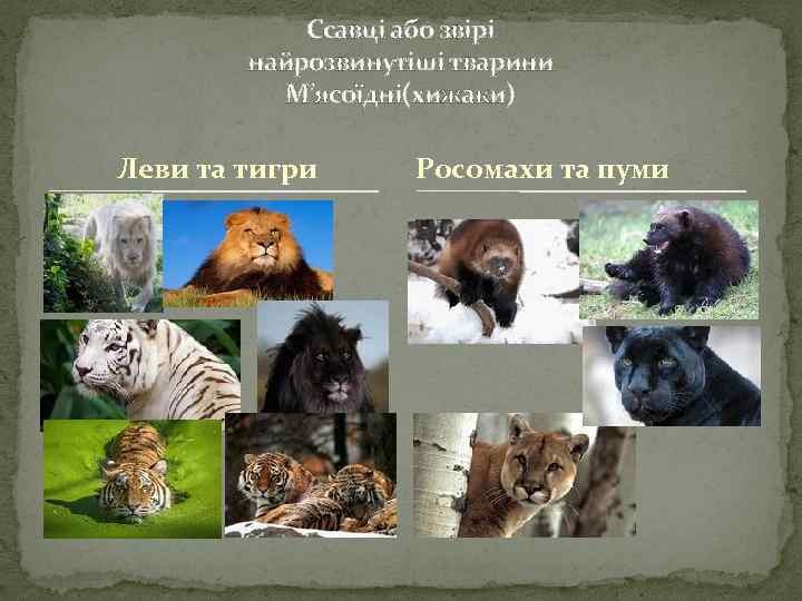 Ссавці або звірі найрозвинутіші тварини М’ясоїдні(хижаки) Леви та тигри Росомахи та пуми 