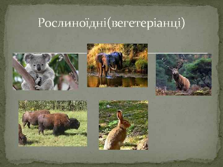 Рослиноїдні(вегетеріанці) 