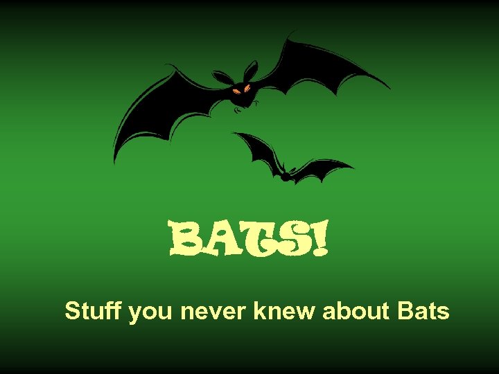 BATS! Stuff you never knew about Bats 