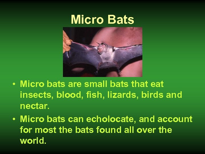 Micro Bats • Micro bats are small bats that eat insects, blood, fish, lizards,