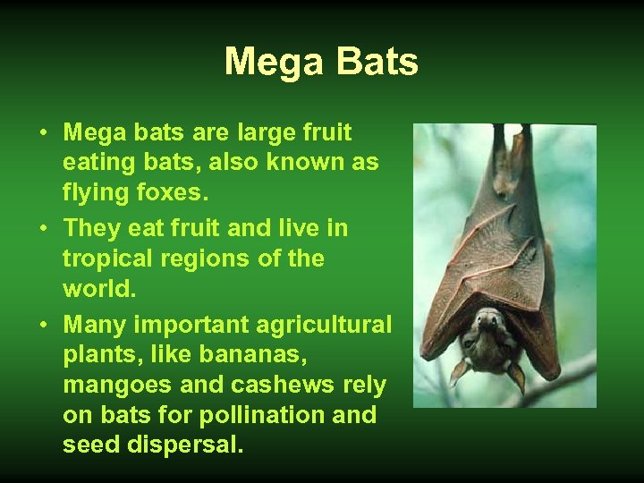Mega Bats • Mega bats are large fruit eating bats, also known as flying