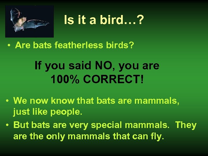 Is it a bird…? • Are bats featherless birds? If you said NO, you