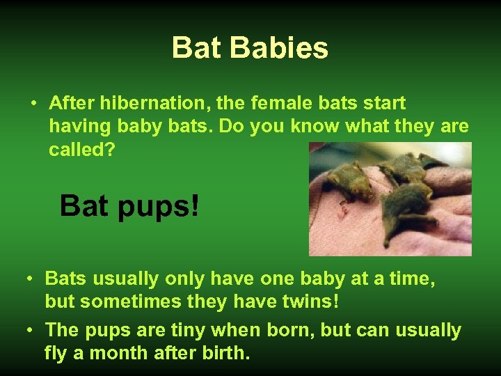 Bat Babies • After hibernation, the female bats start having baby bats. Do you