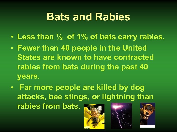 Bats and Rabies • Less than ½ of 1% of bats carry rabies. •