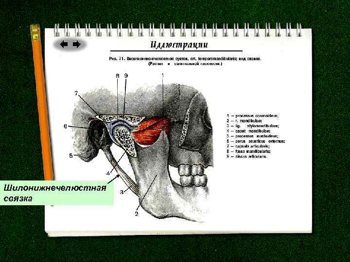 Шилонижнечелюстная связка 