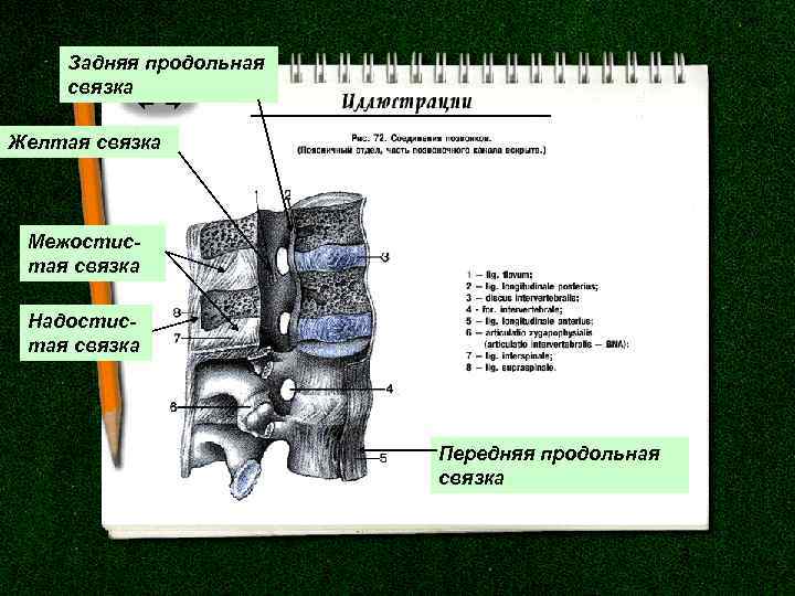 Задняя продольная связка Желтая связка Межостистая связка Надостистая связка Передняя продольная связка 