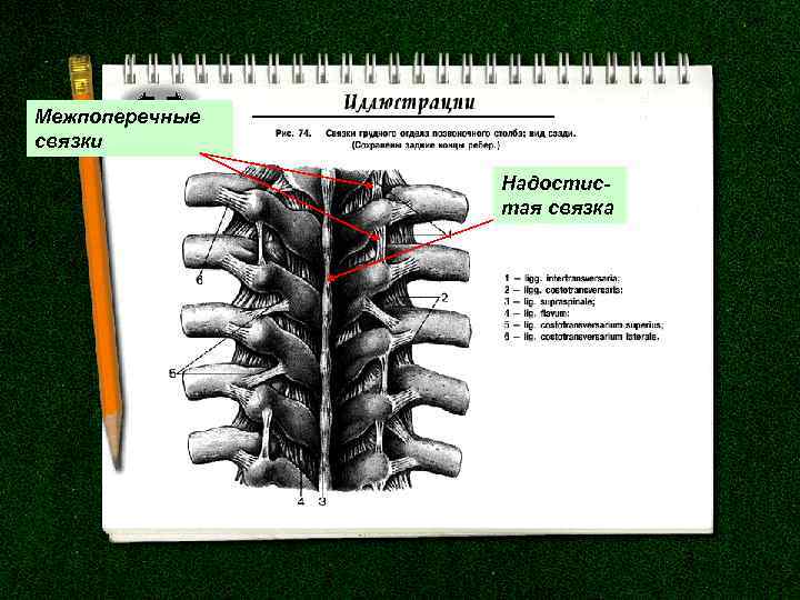 Межпоперечные связки Надостистая связка 
