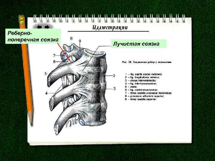 Ребернопоперечная связка Лучистая связка 