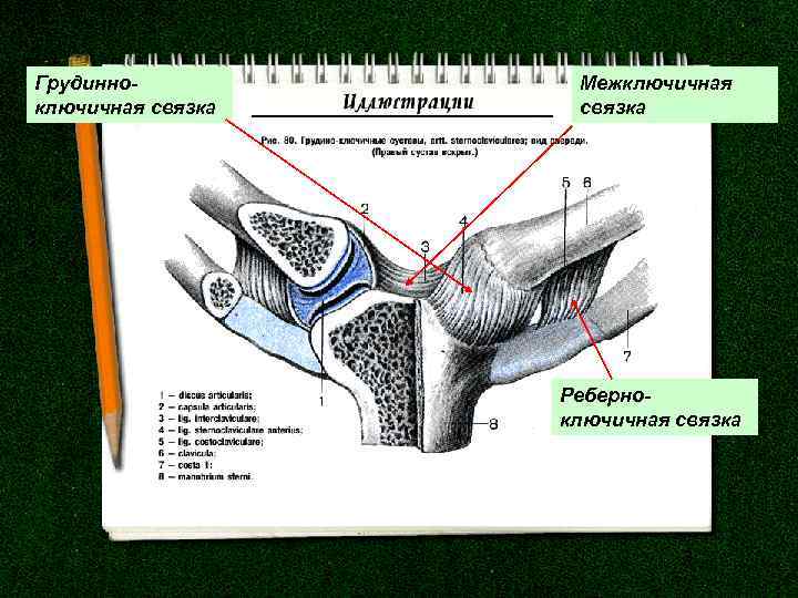 Грудинноключичная связка Межключичная связка Реберноключичная связка 