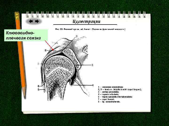 Клювовидноплечевая связка 