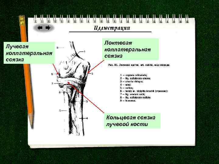 Лучевая коллатеральная связка Локтевая коллатеральная связка Кольцевая связка лучевой кости 